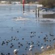 De rivier als opvangplaats voor de watervogels als de sloten dichtgevroren zijn.